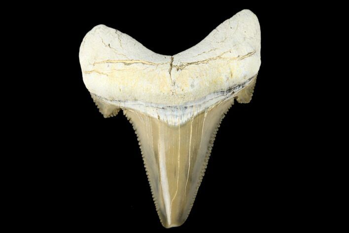 Serrated Fossil Auriculatus Tooth - Tuzbair, Kazakhstan #173794